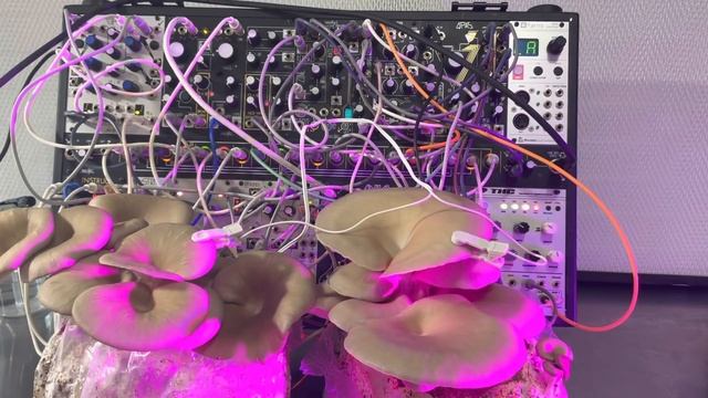 Five Minutes of Blue Oyster Mushrooms Talking смотреть онлайн