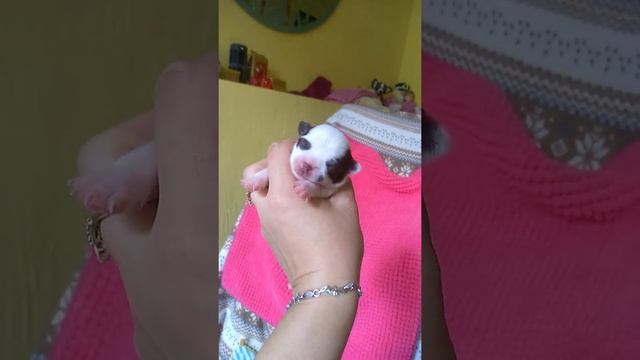 Щенок чихуахуа,белый с шоколадом, Инопланетная Звезда,8 дней