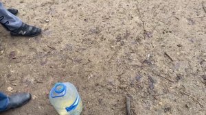 Голуби Машаллы в Дербенте. Дагестан. 04.02.2021