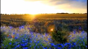 Расцветала липа. Муз.  Н.  Зубарева-Ананьевского.  Сл.  М.  Пригора.