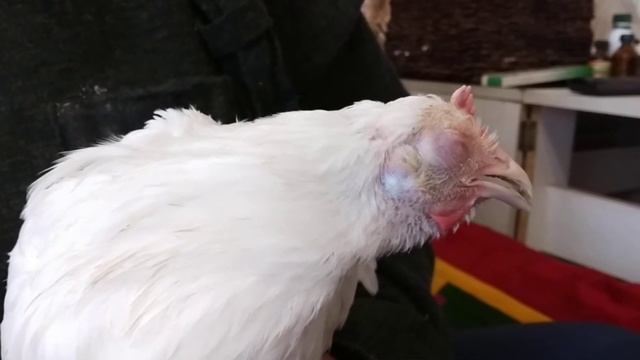 Курочка простыла, хрипит, конъюнктивит. Что делать? смотреть онлайн