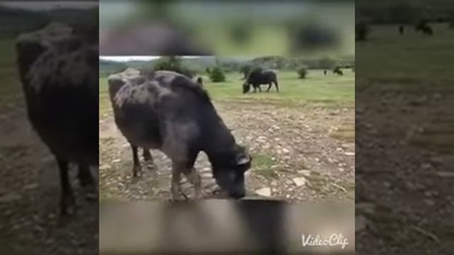 Как это, прокатится на буйволе смотреть онлайн