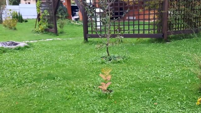 Влог: выходные на даче/вялим сливу/день города смотреть онлайн