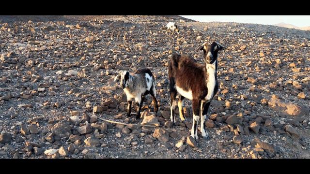 Fuerteventura Cinematic Travel Film | 4K AERIAL DRONE смотреть онлайн