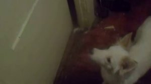 Собака лайка хочет кушать