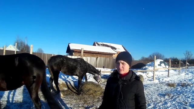 2 игры с лошадьми на установление доверия/ Жизнь в деревне смотреть онлайн