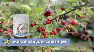 МИКОРИЗА ДЛЯ САЖЕНЦЕВ