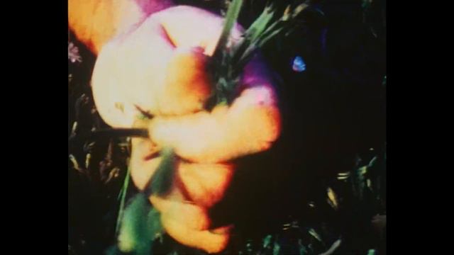 PINK NARCISSUS Trailer Deutsch | German [HD] смотреть онлайн