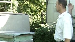 Польза пчеловодства на даче