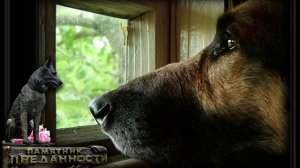 ПРЕДАННОСТЬ, ВЕРНОСТЬ, ЛЮБОВЬ! Владимир Захаров