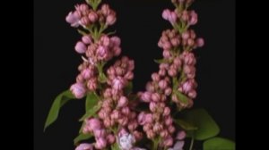 Арам Асатрян.wmv