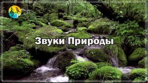 Звуки Природы Для Исцеления ? Лесной Водопад И Нежный Шум Ручья ? Relaxing