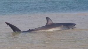 Original Footage! GREAT WHITE SHARK BEACHED IN CAPE COD July 13, 2015