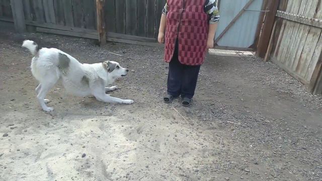 Алабай радуется жизни!!!🥳🎉🙃 смотреть онлайн