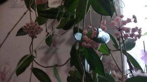 Как цветет Хойя , Восковый плющь ( лиана ) ?