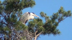 GRAY HERON in a pine forest in summer. Nests in trees, heron chicks. Voice, scream