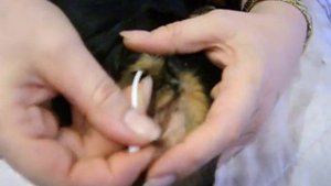 Как правильно чистить собаке ушки