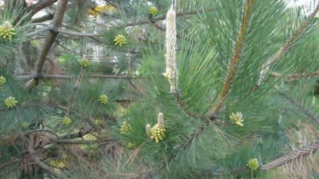 Цветет черная сосна смотреть онлайн