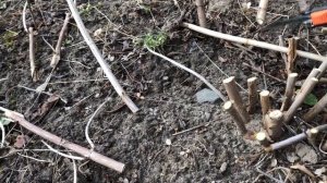 Обрезка древовидной гортензии.Омоложение кустов .