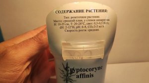 Живое аквариумное растение Криптокарина Родственная меристемное