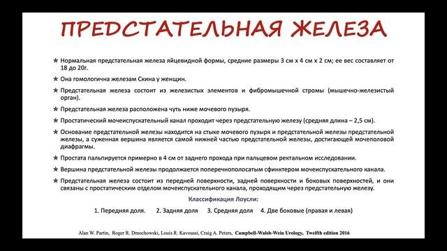 Анатомия мочевого пузыря и предстательной железы