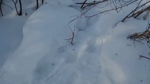ПЕТЛИ на ЗАЙЦА. Зимняя ОХОТА на ЗАЙЦА с ПЕТЛЯМИ. Охота на зайца с хатсан 125 зимой по следам