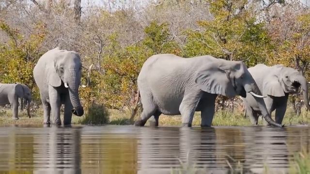 Звуки слона / Как разговаривают слоны/ Звуки Африканского слона смотреть онлайн