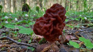 ПЕРВЫЕ грибы 2022 в Подмосковье.mp4