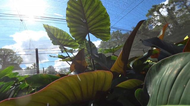 Excelsa Gardens: Tropical Plant Sale