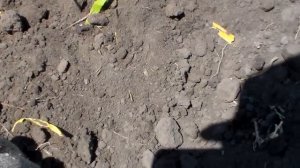 ЗНАЧОК СУДЬИ,Стоит ли копать наугад?В поисках Золота и Старины.