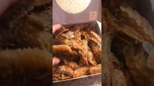 Шипастый шримс-медвежонок или Креветка медведка #креветки #медведка