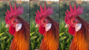 J.Geco - Chicken Song & Chicken Dance | Geco Remix 2