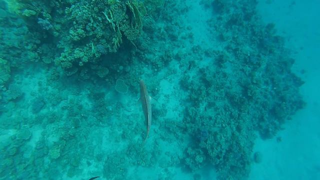 Snorkeling. Reefs Sharks bay. Red sea. Egypt смотреть онлайн