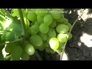 Сорта винограда 2018. Мускат диевский - крупноплодный крупногроздый яркий мускат