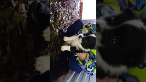 Щенки РУССКО ЕВРОПЕЙСКОЙ ЛАЙКИ