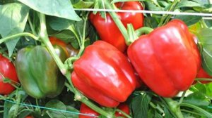 Характеристики и описание перцев сорта Геракл