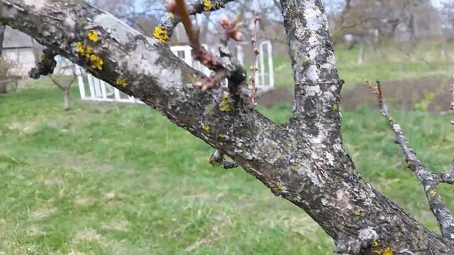 Борьба с лишайником на деревьях. смотреть онлайн