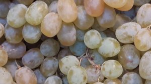 Виноград Тайфи