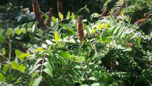 Цветет синяя акация Аморфа кустарниковая
