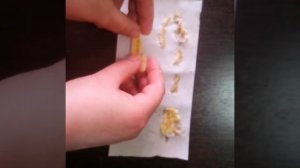 Сажаем банан. Мой опыт.