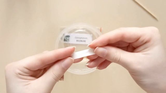 Conophytum & Argyroderma from seeds. Важный нюанс посадки конофитумов смотреть онлайн