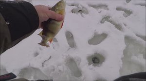 Первый лед 2023-2024 Ловим окуня Псковская обл.