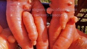 Выкопали морковь ,а корнеплоды выросли с множеством отростков.Почему?
