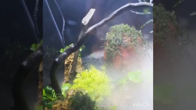 ПАЛЮДАРИУМ своими руками, НАНОаква с парогенератором смотреть онлайн