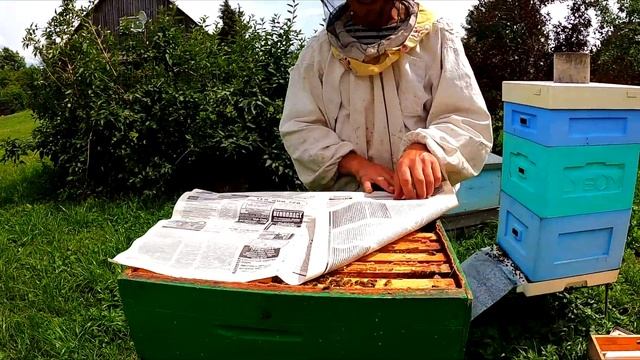 10.07.2020 Начинаем соединять улья. Дедовский способ соединения через обычную газету.