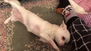 как дрессировать гиперактивную собаку❤️полезная команда для щенков или гиперактивных собак?