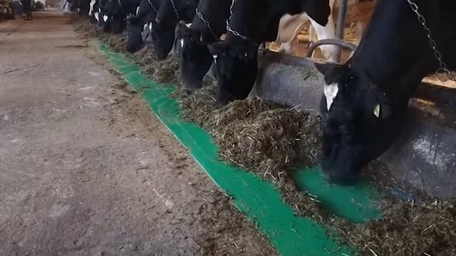 ЛУГ ЗДОРОВЬЯ, Полимерное покрытие кормового стола. Интервью