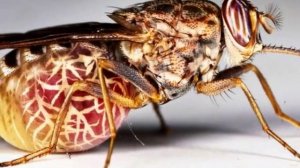 МУХА ЦЦ САМАЯ ОПАСНАЯ МУХА В МИРЕ