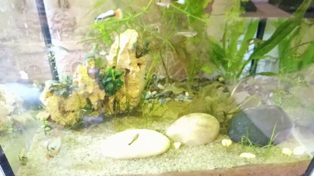 Мои аквариумы. Аквариум 60 литров: подмена/прополка смотреть онлайн