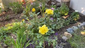 Sunsprite Rose Blooms 💛 // Kordes Rose